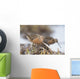 Long-Billed Dowitchers Feeding In Marsh On Copper River Delta Wall Mural