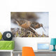 Long-Billed Dowitchers Feeding In Marsh On Copper River Delta Wall Mural