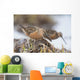 Long-Billed Dowitchers Feeding In Marsh On Copper River Delta Wall Mural