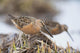 Long-Billed Dowitchers Feeding In Marsh On Copper River Delta Wall Mural