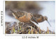 Long-Billed Dowitchers Feeding In Marsh On Copper River Delta Wall Mural