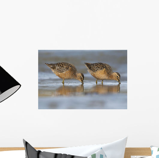 Long-Billed Dowitcher Feeding Wall Mural