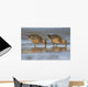 Long-Billed Dowitcher Feeding Wall Mural