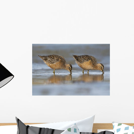 Long-Billed Dowitcher Feeding Wall Mural