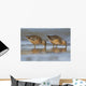 Long-Billed Dowitcher Feeding Wall Mural