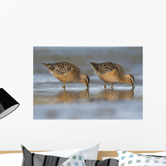 Long-Billed Dowitcher Feeding Wall Mural