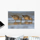Long-Billed Dowitcher Feeding Wall Mural