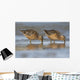 Long-Billed Dowitcher Feeding Wall Mural