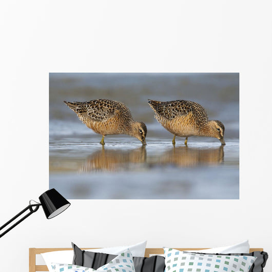 Long-Billed Dowitcher Feeding Wall Mural