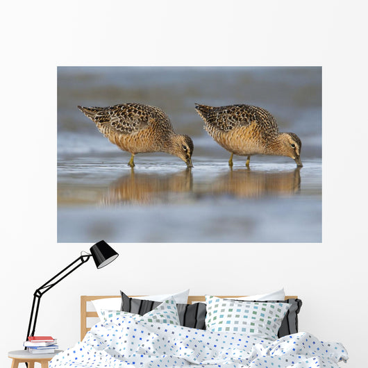 Long-Billed Dowitcher Feeding Wall Mural