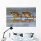 Long-Billed Dowitcher Feeding Wall Mural