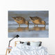 Long-Billed Dowitcher Feeding Wall Mural
