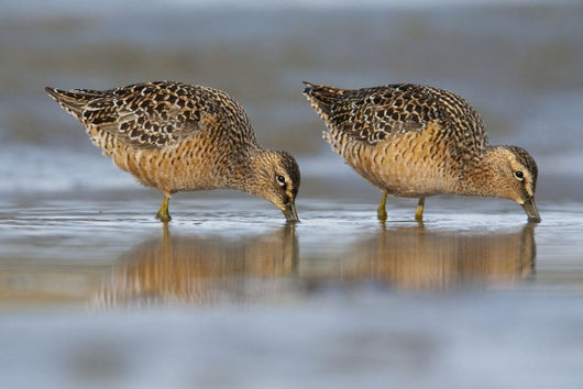 Long-Billed Dowitcher Feeding Wall Mural