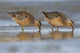 Long-Billed Dowitcher Feeding Wall Mural