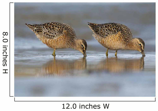 Long-Billed Dowitcher Feeding Wall Mural