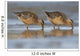 Long-Billed Dowitcher Feeding Wall Mural