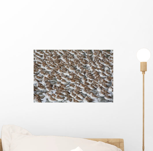 Large Flock Of Western Sandpipers Wall Mural