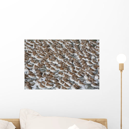 Large Flock Of Western Sandpipers Wall Mural