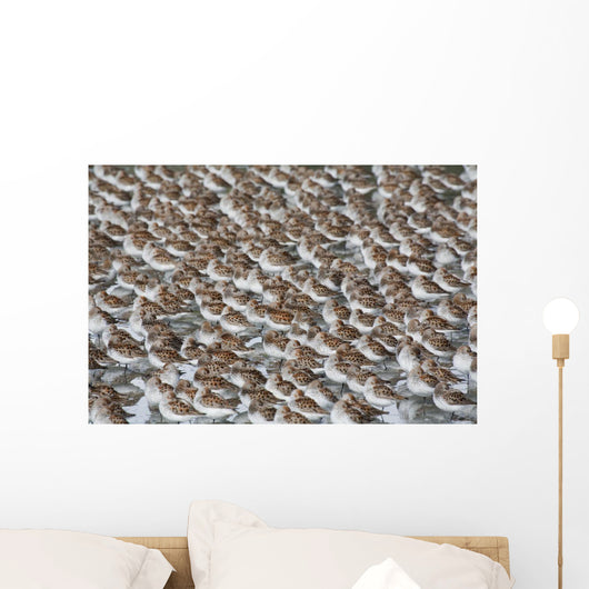 Large Flock Of Western Sandpipers Wall Mural