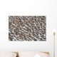 Large Flock Of Western Sandpipers Wall Mural