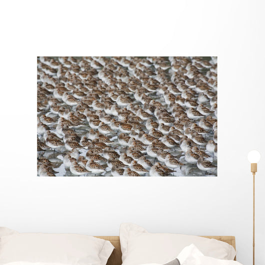 Large Flock Of Western Sandpipers Wall Mural