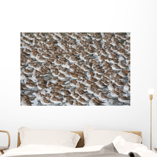 Large Flock Of Western Sandpipers Wall Mural