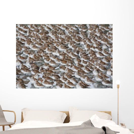 Large Flock Of Western Sandpipers Wall Mural