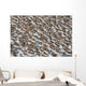 Large Flock Of Western Sandpipers Wall Mural