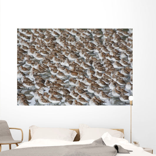 Large Flock Of Western Sandpipers Wall Mural