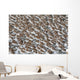 Large Flock Of Western Sandpipers Wall Mural