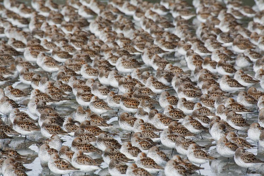Large Flock Of Western Sandpipers Wall Mural