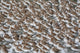 Large Flock Of Western Sandpipers Wall Mural
