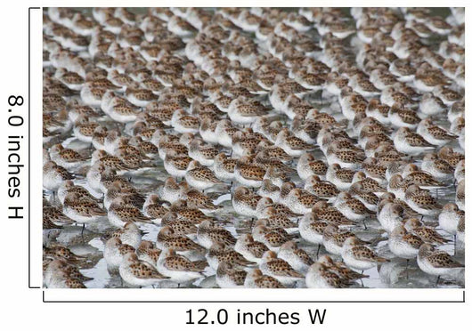 Large Flock Of Western Sandpipers Wall Mural