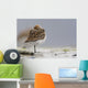 Western Sandpiper Roosting Wall Mural