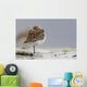 Western Sandpiper Roosting Wall Mural