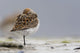 Western Sandpiper Roosting Wall Mural
