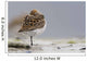 Western Sandpiper Roosting Wall Mural