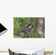 Chestnut-Backed Chickadee Perched On A Spruce Branch Wall Mural