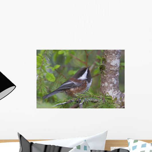 Chestnut-Backed Chickadee Perched On A Spruce Branch Wall Mural