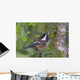 Chestnut-Backed Chickadee Perched On A Spruce Branch Wall Mural