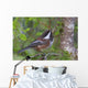 Chestnut-Backed Chickadee Perched On A Spruce Branch Wall Mural