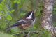 Chestnut-Backed Chickadee Perched On A Spruce Branch Wall Mural