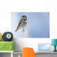 Northern Hawk Owl Perched On Snag On Copper River Delta Wall Mural