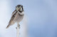 Northern Hawk Owl Perched On Snag On Copper River Delta Wall Mural