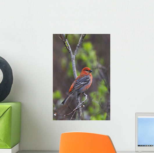 Male Pine Grosbeak Perched On Willow Branch Wall Mural