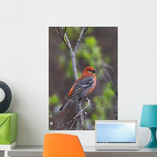 Male Pine Grosbeak Perched On Willow Branch Wall Mural