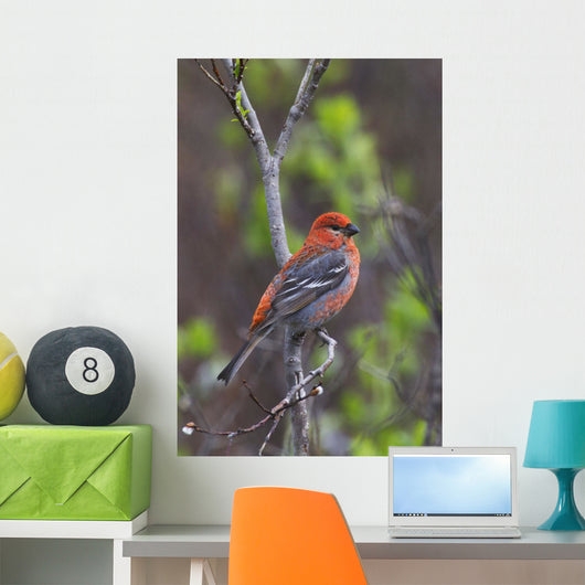 Male Pine Grosbeak Perched On Willow Branch Wall Mural
