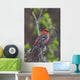Male Pine Grosbeak Perched On Willow Branch Wall Mural