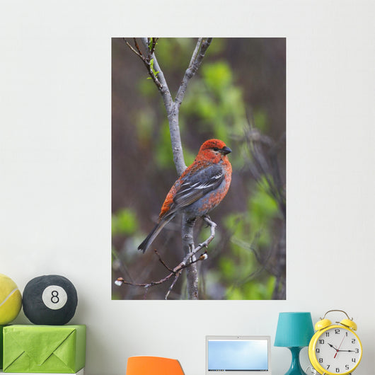 Male Pine Grosbeak Perched On Willow Branch Wall Mural