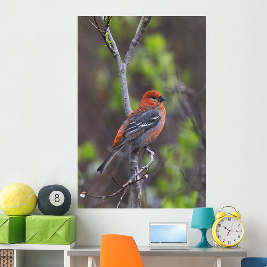 Male Pine Grosbeak Perched On Willow Branch Wall Mural